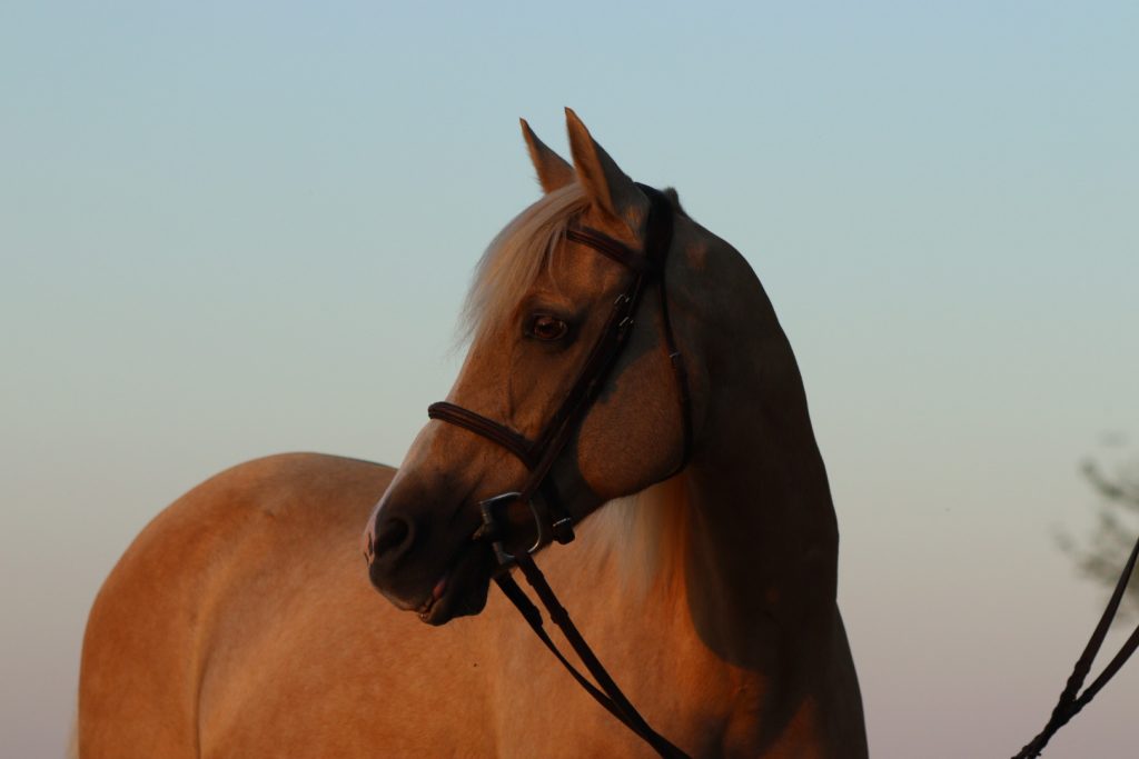 palomino pony headshot at sunset