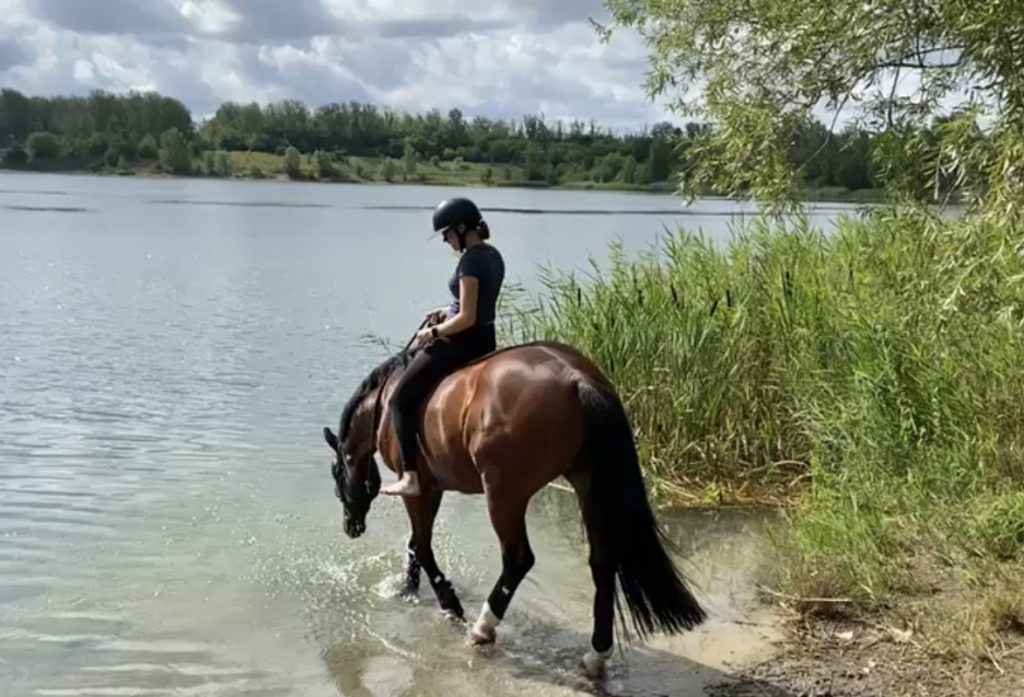 bay horse walks with girl on horseback into a lake