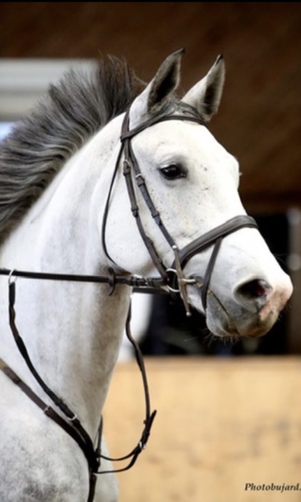 grey horse head portrait