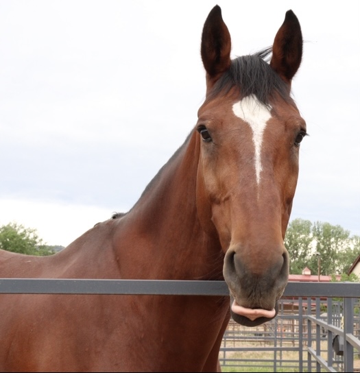 bay horse headshot with tongue sticking out